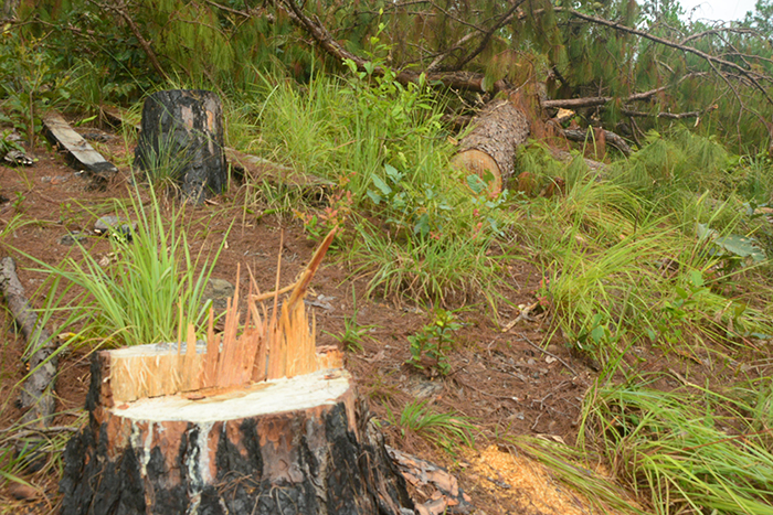 Lời khẩn cầu từ những cánh rừng ở Lâm Đồng -0