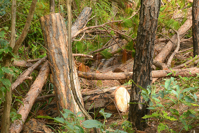 Lời khẩn cầu từ những cánh rừng ở Lâm Đồng -0