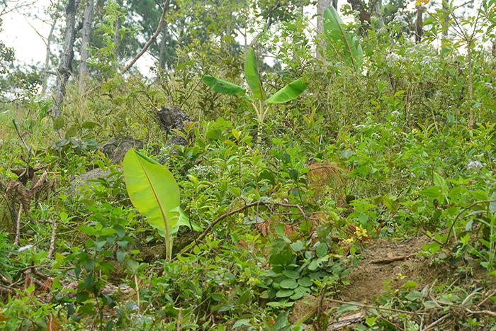 Lời khẩn cầu từ những cánh rừng ở Lâm Đồng -0