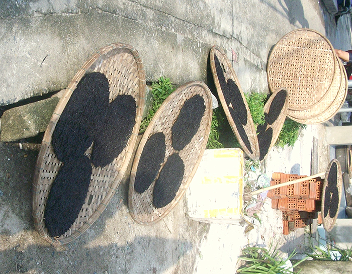 Cheo leo săn rong biển mùa đông -0