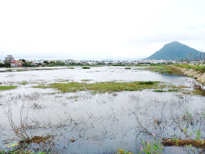 Do đâu gần 100ha ruộng lúa bị ngập úng phải bỏ hoang? -0