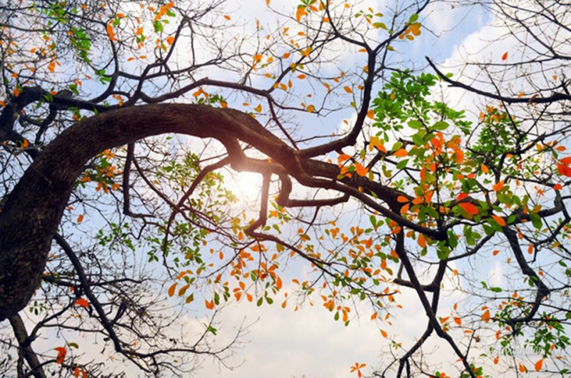 Miền Bắc rét khô, nhiệt độ đêm và ngày chênh lệch -0