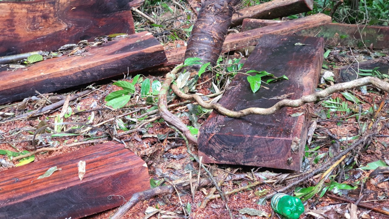 “Nóng” về vi phạm môi trường và vận chuyển gỗ lậu -0