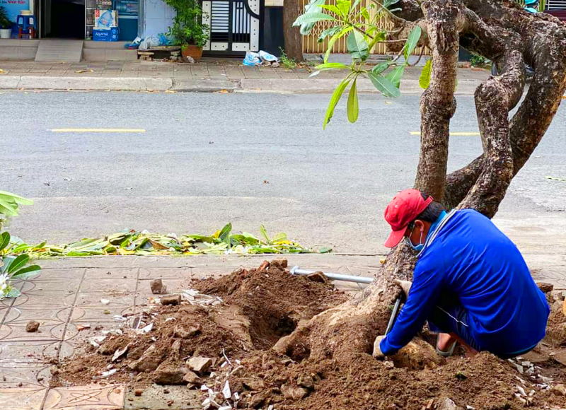 Thay thế 46 cây sứ có tuổi đời hàng chục năm ở Cần Thơ -0