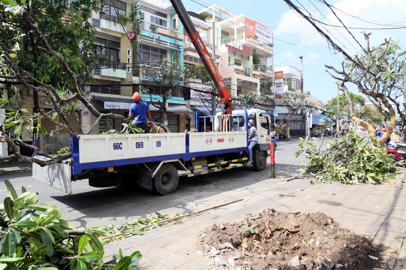 Thay thế 46 cây sứ có tuổi đời hàng chục năm ở Cần Thơ -0