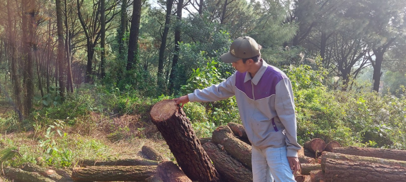 Hàng loạt cây gỗ lớn bị chặt hạ khi cắt tỉa rừng thông -0