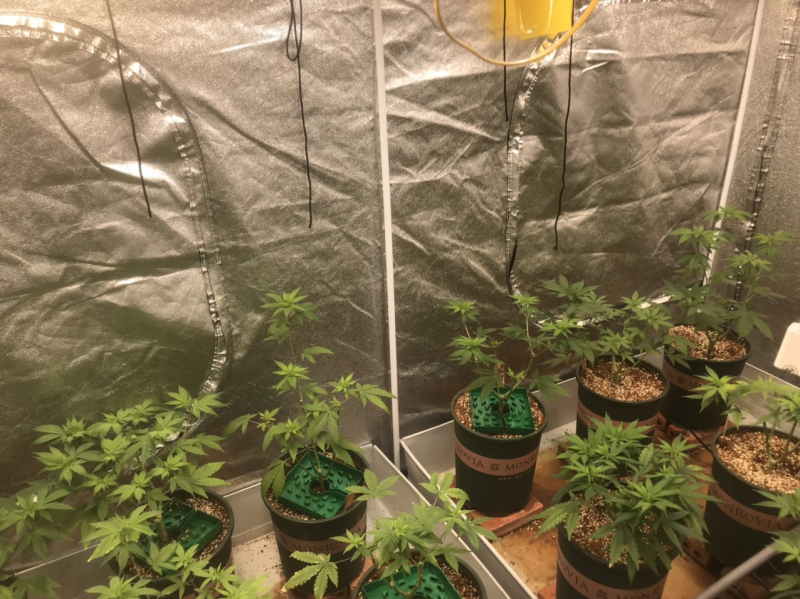 Ngụy trang ma túy thành hàng hóa để vận chuyển thông qua dịch vụ shipper -0