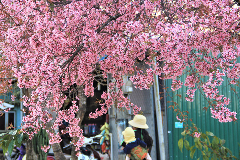 Đà Lạt chớm xuân… -0