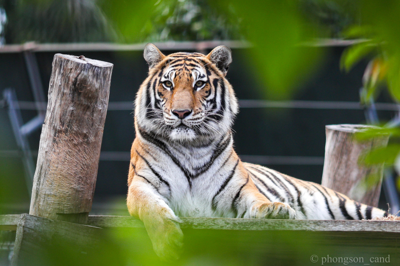 Con hổ - Hổ là loài động vật vô cùng mạnh mẽ và uyên bác, bạn muốn tìm hiểu thêm về sự sống của những con hổ hoang dã và cách chúng sinh sống? Hãy xem ảnh liên quan đến chủ đề Con hổ sẽ giúp bạn hiểu rõ hơn về thế giới đầy kỳ vĩ của loài động vật này.