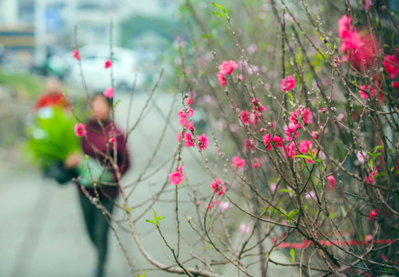 Rét cóng: Mùa đông này hãy đến Việt Nam để cảm nhận những đợt giá rét lạnh lùng nhất. Xem hình ảnh mùa đông này ở Việt Nam, bạn sẽ thấy được mấy giá trị văn hóa, con người cũng như địa thế của những vùng miền đầy màu sắc.