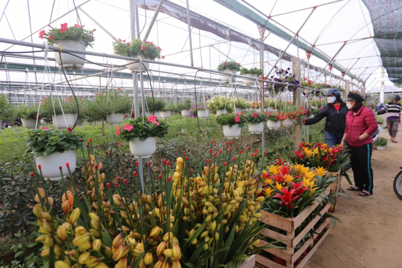 Đà Nẵng: Đón hơn 35.000 lượt khách tham quan dịp Tết Nguyên đán -0