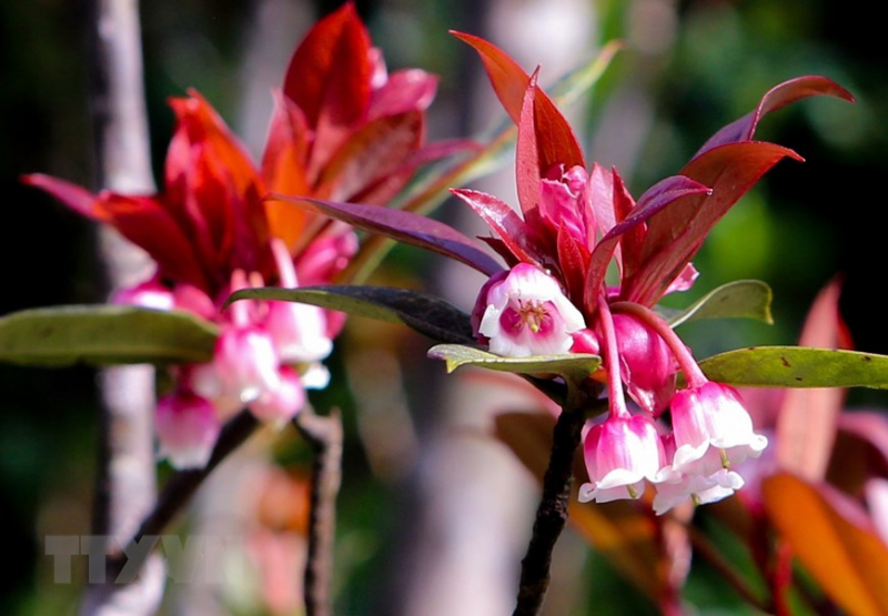Charming bell-shaped peach blossoms at Ba Na Hills -1