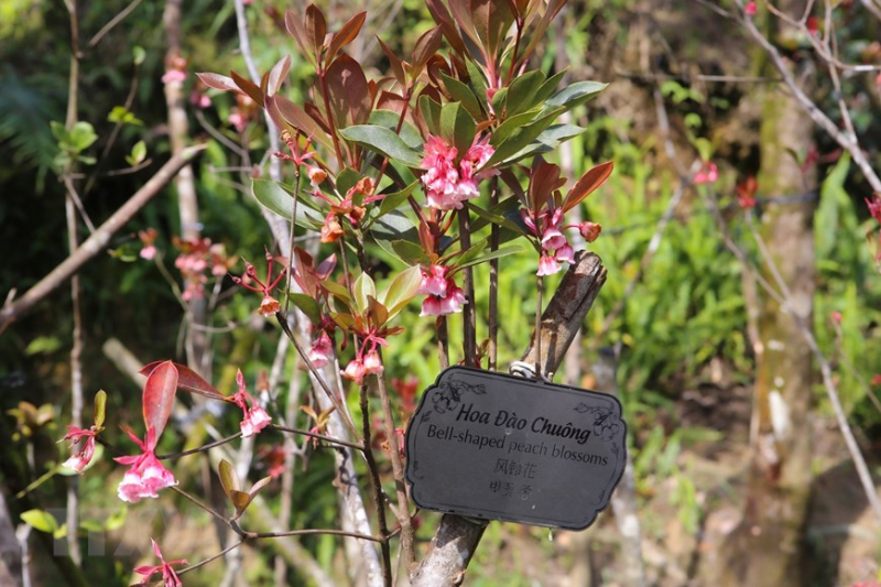 Charming bell-shaped peach blossoms at Ba Na Hills -3