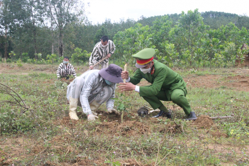 Trại giam Bình Điền ra quân trồng hơn 16 nghìn cây xanh -0