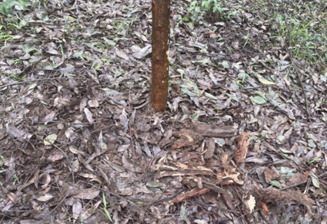 Vì sao người phụ nữ ở Tuyên Quang giết người? -0