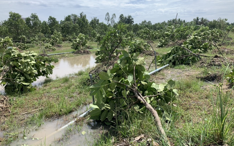Mưa lớn kèm dông lốc gây thiệt hại 38 căn nhà ở Tiền Giang -0