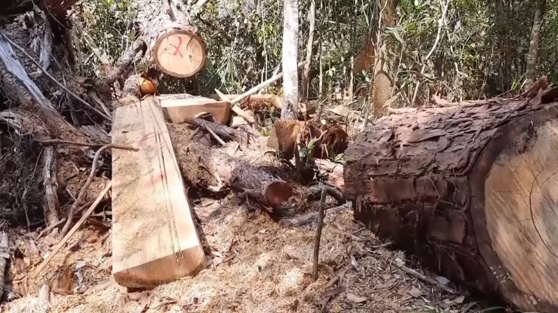 Rừng Pơ mu ở huyện Krông Bông lại bị chặt phá -0