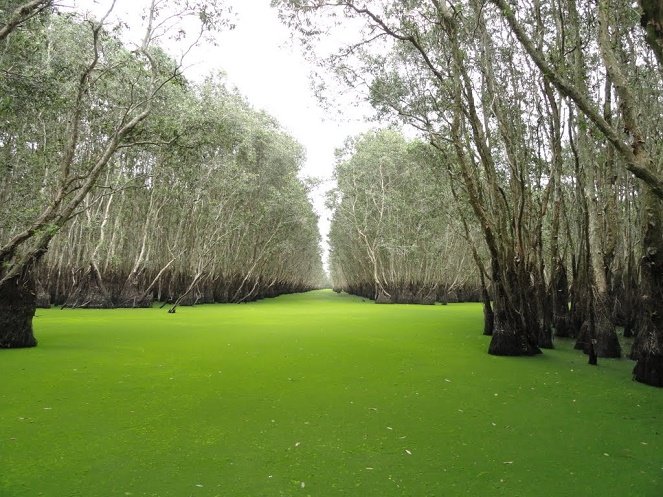 Trải nghiệm nghệ thuật “tắm rừng” kiểu Nhật tại Trà Sư  -0