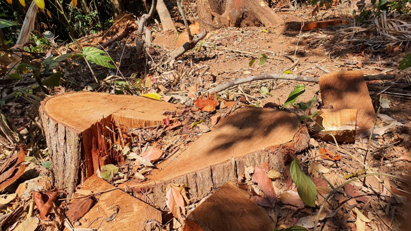 Phát hiện vụ phá rừng quy mô lớn tại Kon Tum -0