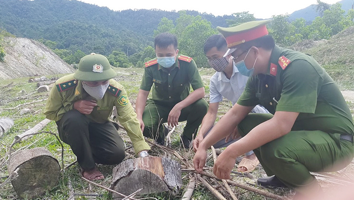 Nguyên Chủ tịch Ủy ban MTTQ xã và đồng phạm lãnh án tù vì phá rừng -0