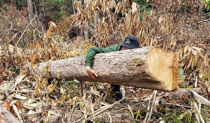 Xác định thiệt hại vụ phá rừng, khai thác rừng trái phép tại Gia Lai -1