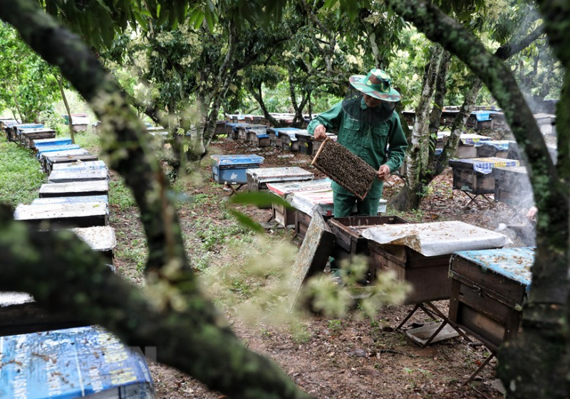 ttxvn_mat_ong_1.jpeg -0