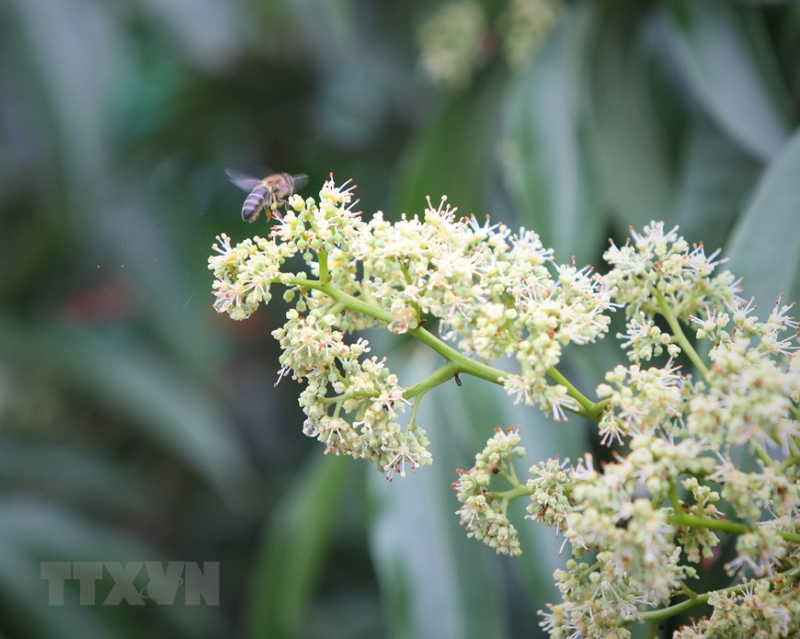 ttxvn_mat_ong_2.jpeg -1