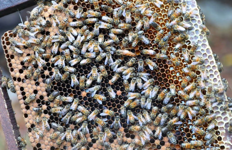 ttxvn_mat_ong_3.jpeg -2