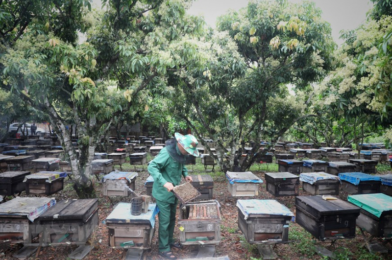 ttxvn_mat_ong_8.jpeg -7