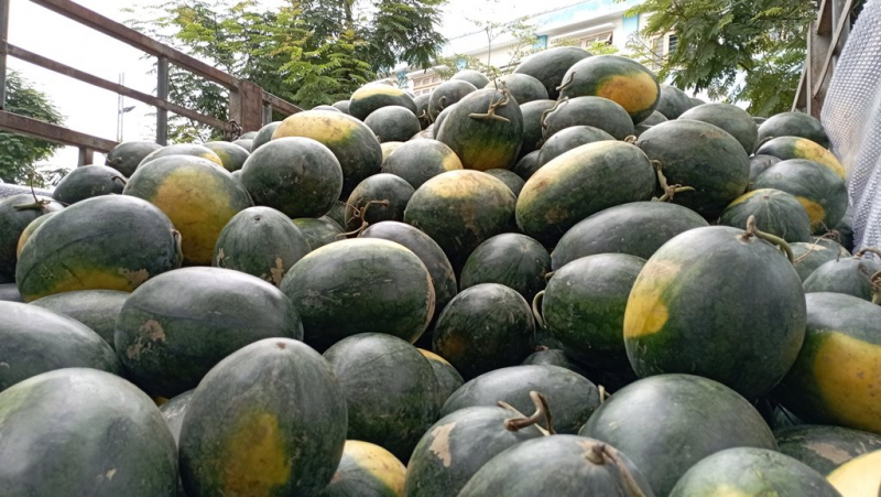 Người Đà Nẵng chung tay giải cứu hàng trăm tấn dưa hấu giúp nông dân Quảng Nam “chạy ngập”  -2