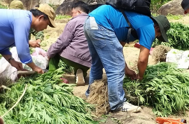 Bí thư Tỉnh ủy Phú Yên khen thưởng Công an huyện Sông Hinh khám phá vườn cây cần sa -0