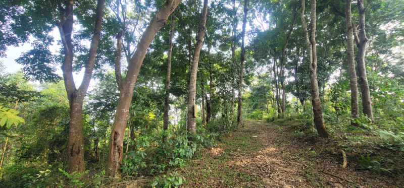 Lợi dụng tận thu gỗ chết để triệt hạ hàng loạt cây Lim xanh -0