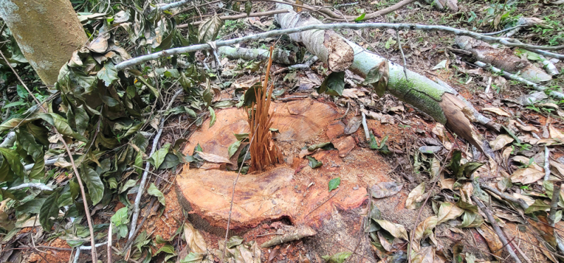 Lợi dụng tận thu gỗ chết để triệt hạ hàng loạt cây Lim xanh -0