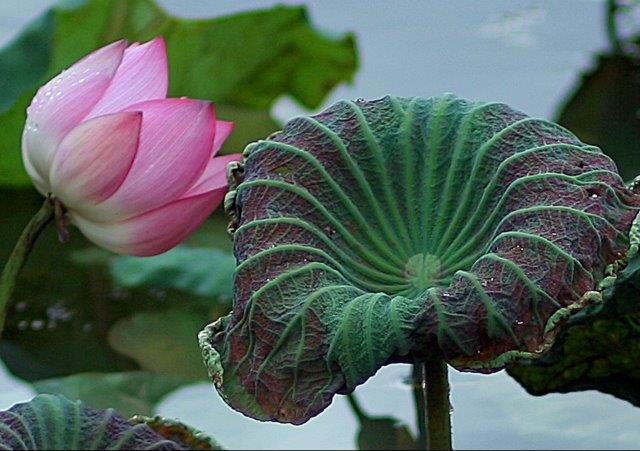 Lotus flowers to shine at Vietnamese Ethnic Groups’ Culture Day -0