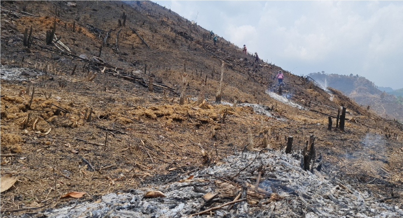 Đắk Lắk phát hiện thêm một vụ phá rừng với quy mô lớn -0