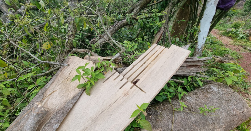 Hơn 10 héc-ta rừng tự nhiên phục hồi ở Quảng Trị bị chặt trắng -0