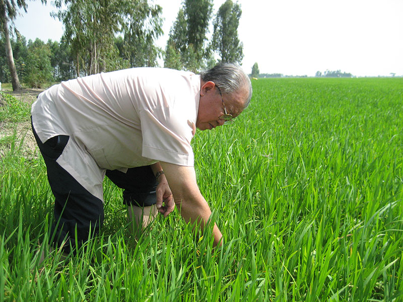 Bài cuối: Làm gì để hương lúa Việt bay xa? -0