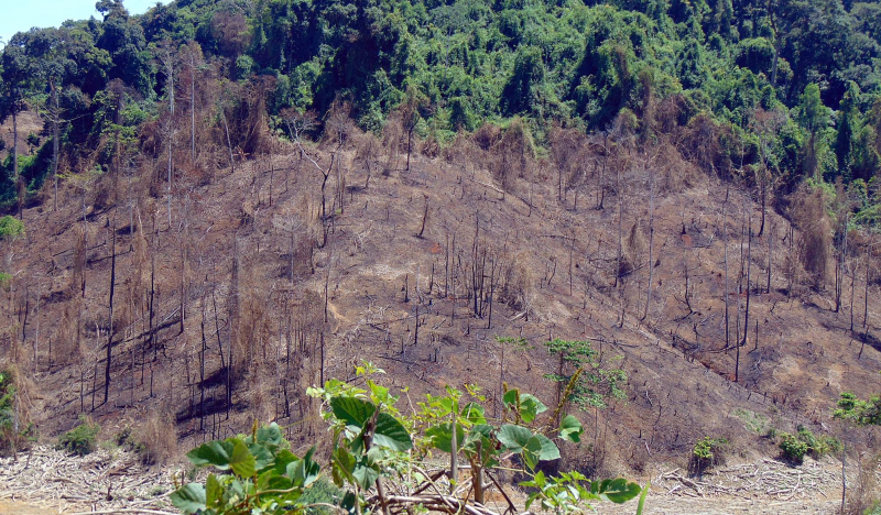 Sở NN&PTNT Quảng Nam nói gì về việc giảm hơn 2.850ha rừng tự nhiên? -0