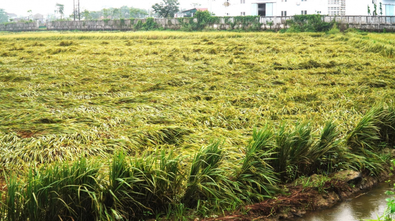 Mưa lớn bất thường ở Thừa Thiên-Huế làm gãy đổ hàng nghìn héc ta lúa chín -0