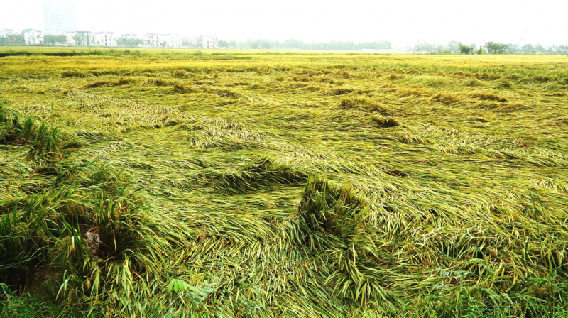 Mưa lớn bất thường ở Thừa Thiên-Huế làm gãy đổ hàng nghìn héc ta lúa chín -0