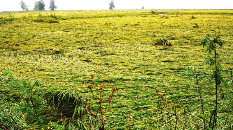 Mưa lớn bất thường ở Thừa Thiên-Huế làm gãy đổ hàng nghìn héc ta lúa chín -0