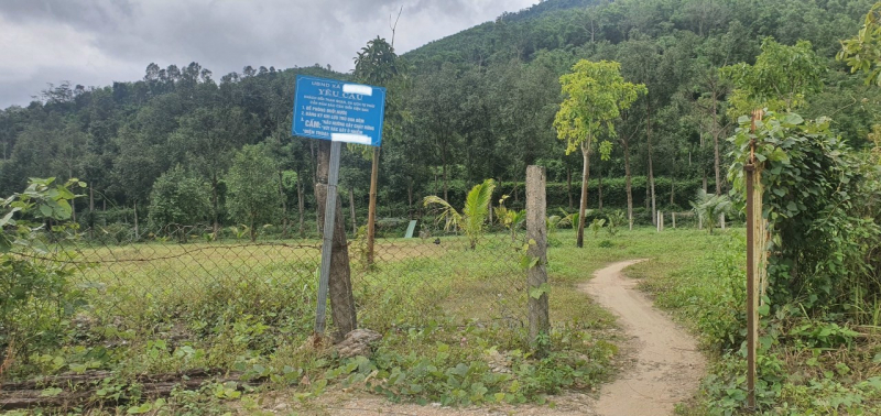 Đà Nẵng: Tiếp tục phát hiện loạt chuyển đổi đất rừng sản xuất thành khu du lịch sinh thái trái phép -1