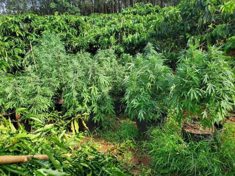 3 anh em ruột rủ nhau mua bán, trồng cần sa trái phép -0