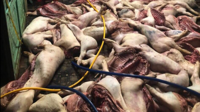 Mổ cả trăm con lợn chết tím tái để đưa đi bán -0