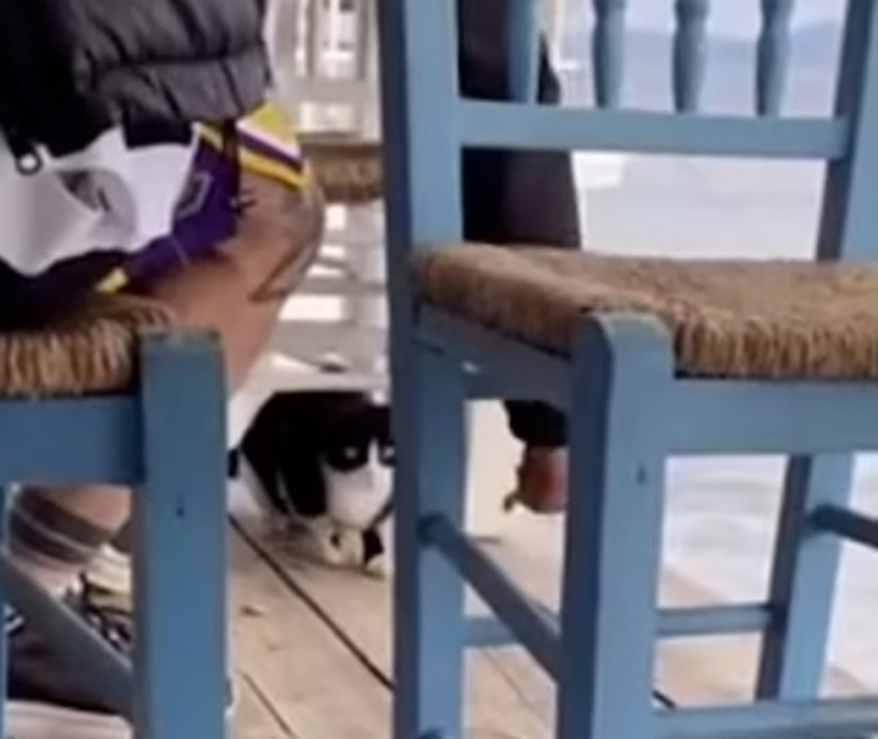 Đối mặt 10 năm tù vì ngược đãi... mèo -0