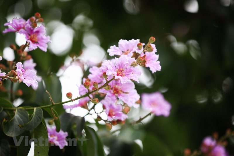 Giant crape-myrtle flowers marks summer arrival in Hanoi -0