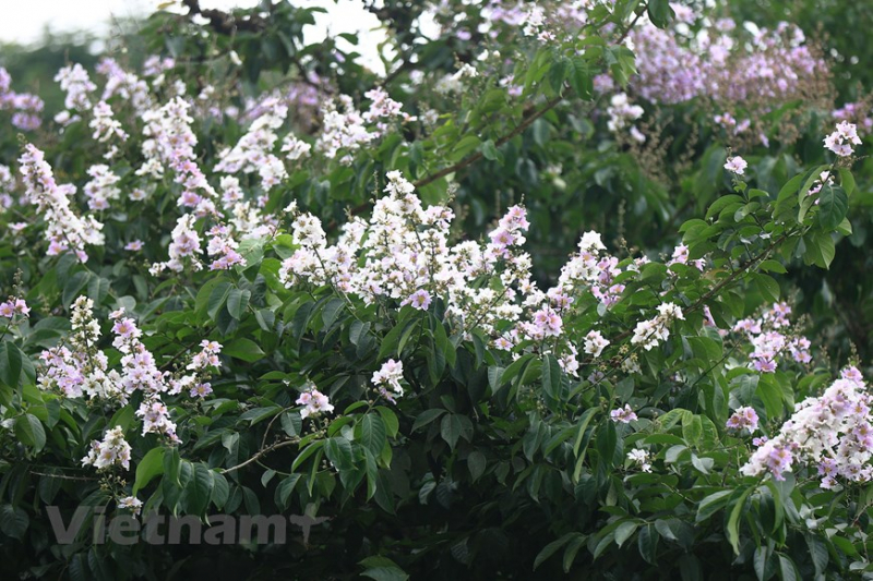 Giant crape-myrtle flowers marks summer arrival in Hanoi -2