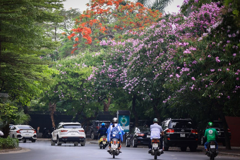 Giant crape-myrtle flowers marks summer arrival in Hanoi -3