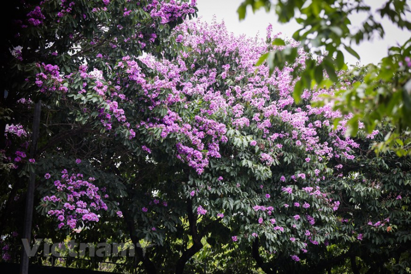 Giant crape-myrtle flowers marks summer arrival in Hanoi -4