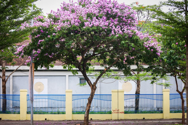 Giant crape-myrtle flowers marks summer arrival in Hanoi -5